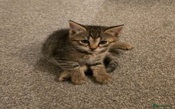 Ragdoll cats for sale: 4 rag doll kittens available  - Image 4