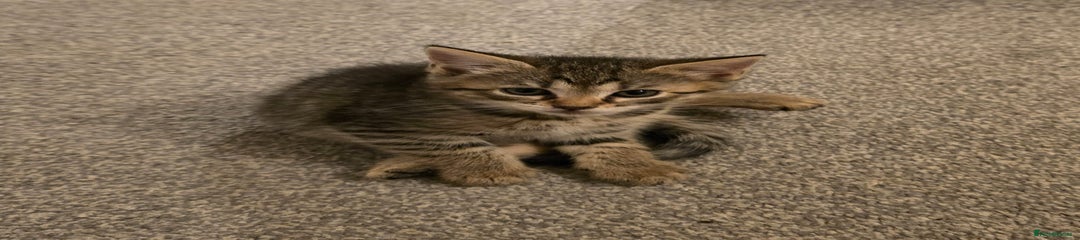 Ragdoll Kitten 4