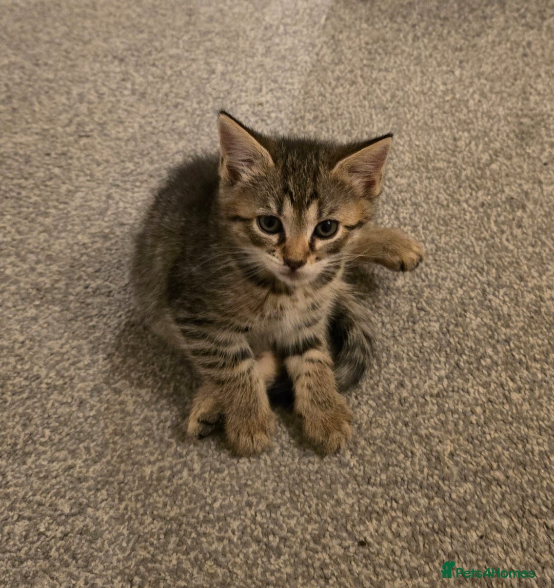 Ragdoll cats for sale: 4 rag doll kittens available  - Image 4
