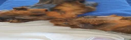 Guinea Pig rodents for sale: Abyssinian Type Boars in Hemel Hempstead - Advert 5