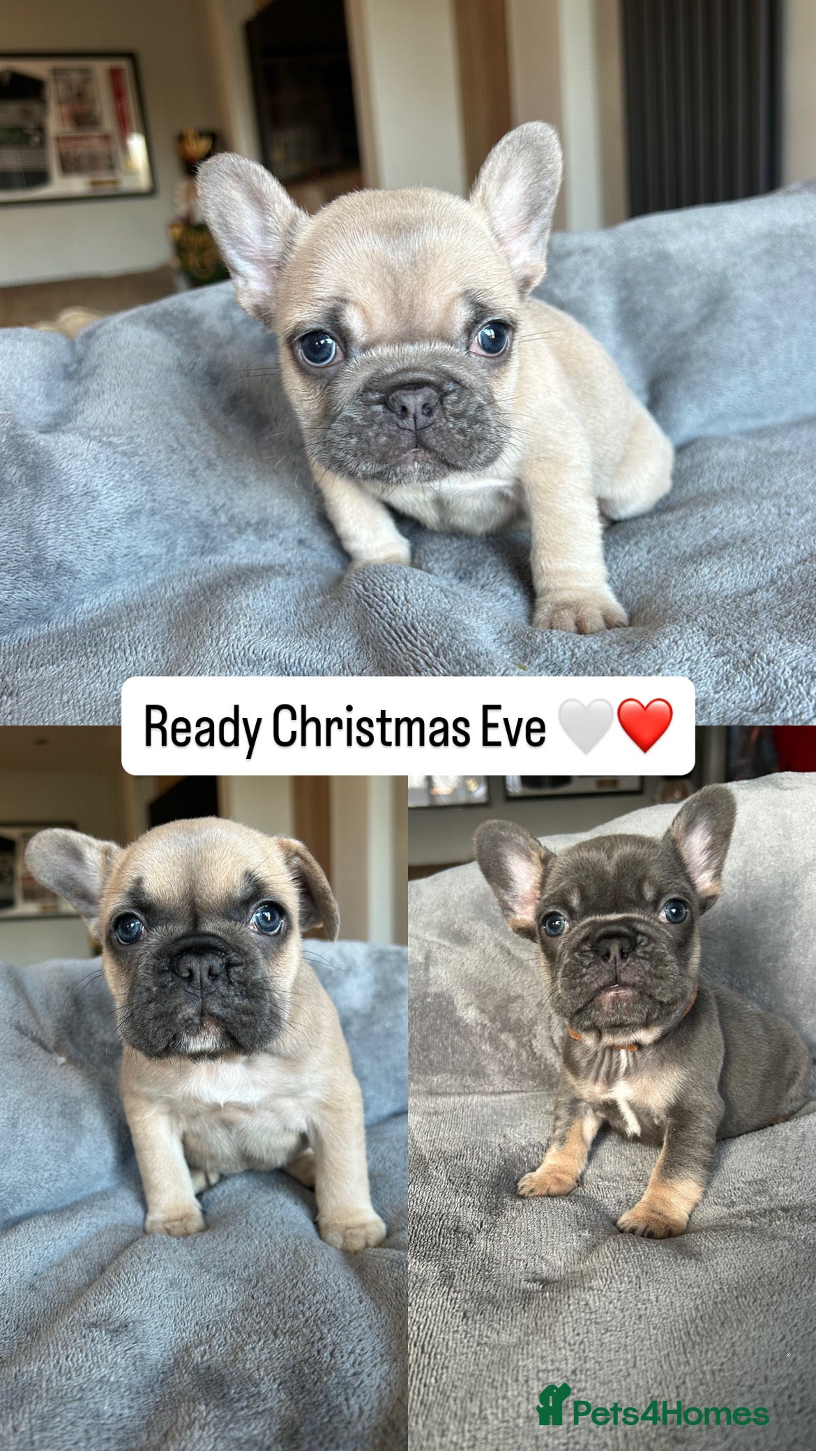 French Bulldog dogs Frenchies ⭐️ ready 24/12/2025 - Advert 1