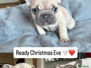 French Bulldog dogs Frenchies ⭐️ ready 24/12/2025 - Advert 1
