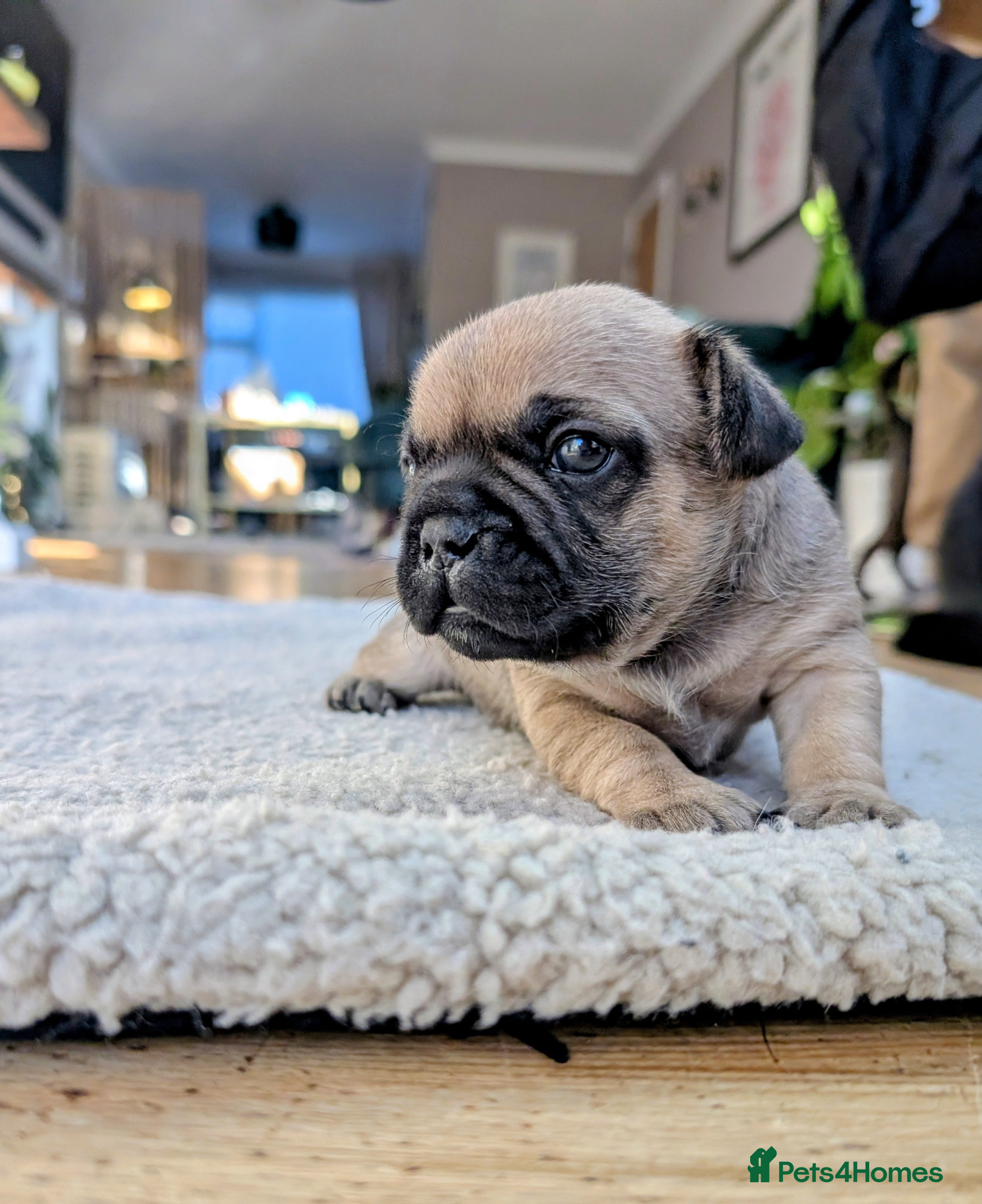 French Bulldog dogs Mixed (75%) French Bulldog Frenchie Puppies - Advert 7