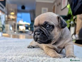 French Bulldog dogs Mixed (75%) French Bulldog Frenchie Puppies - Advert 6