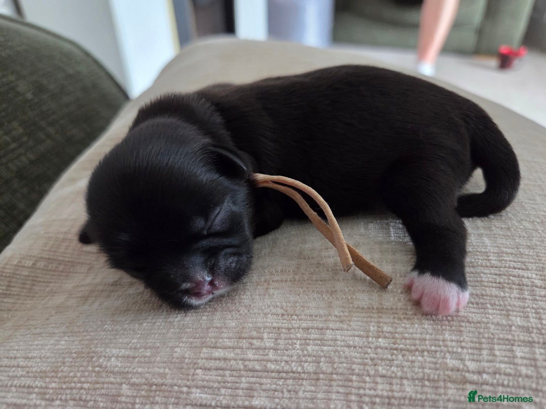 Shih Tzu dogs for sale: Shih tzu puppies  - Image 3
