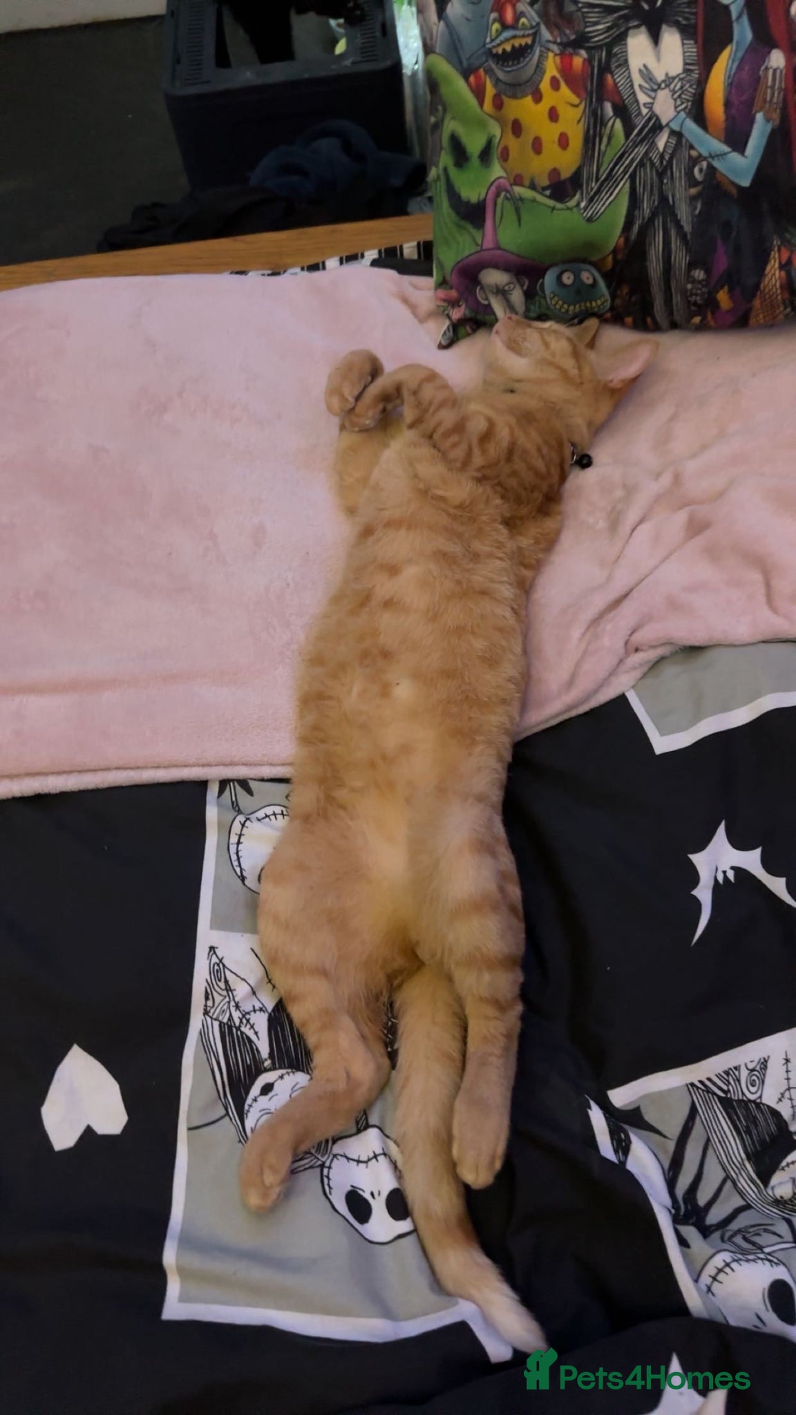 Domestic Shorthair cats 2yr old Male Ginger Cat for sale  - Advert 6