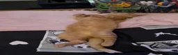 Domestic Shorthair cats for sale: 2yr old Male Ginger Cat for sale  in Hemel Hempstead - Advert 1