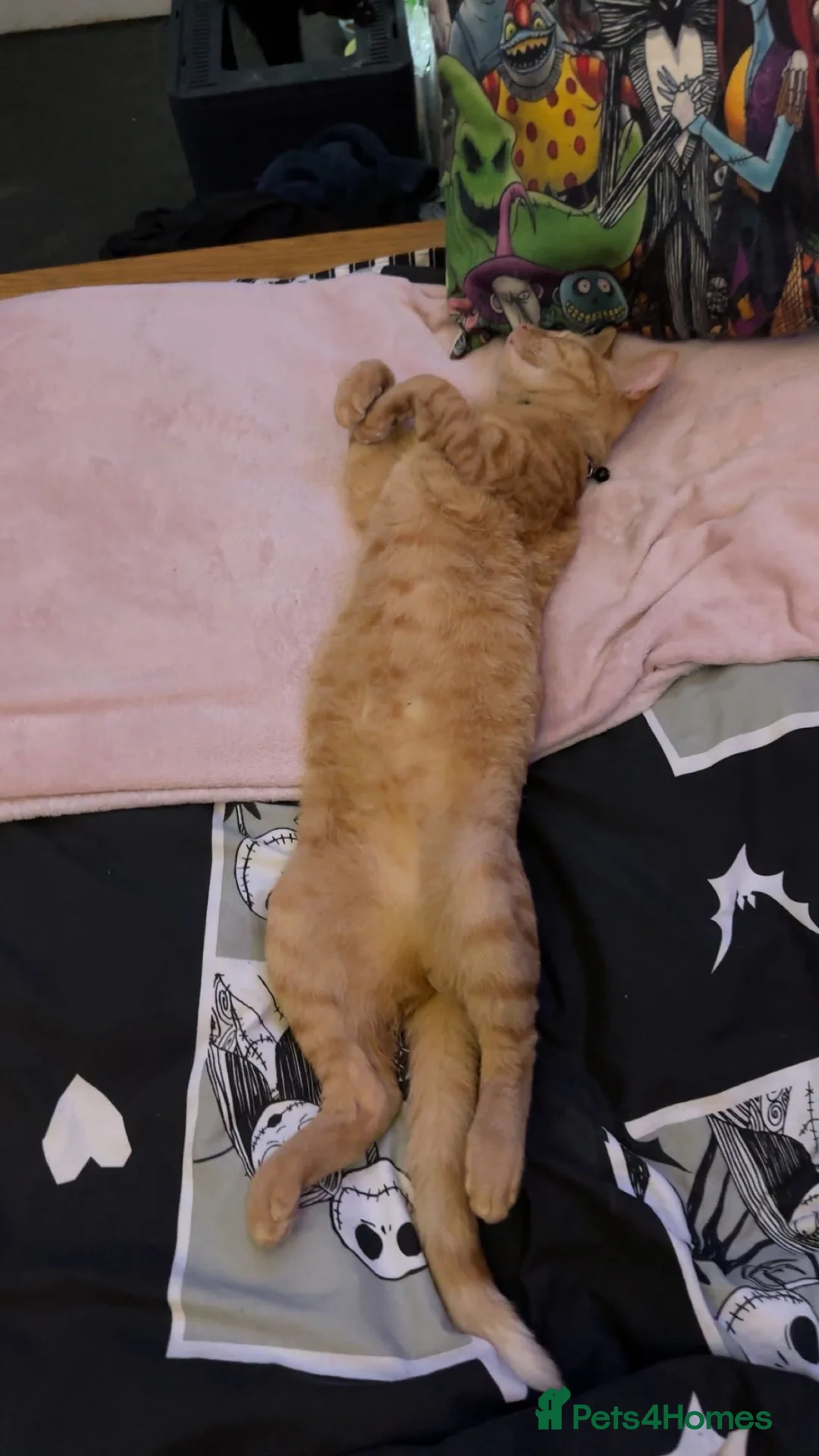 Domestic Shorthair cats for sale: 2yr old Male Ginger Cat for sale  in Hemel Hempstead - Advert 1