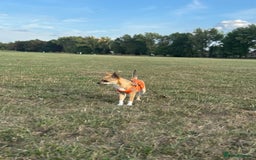 Chihuahua dogs for sale: Chihuahua - Advert 4