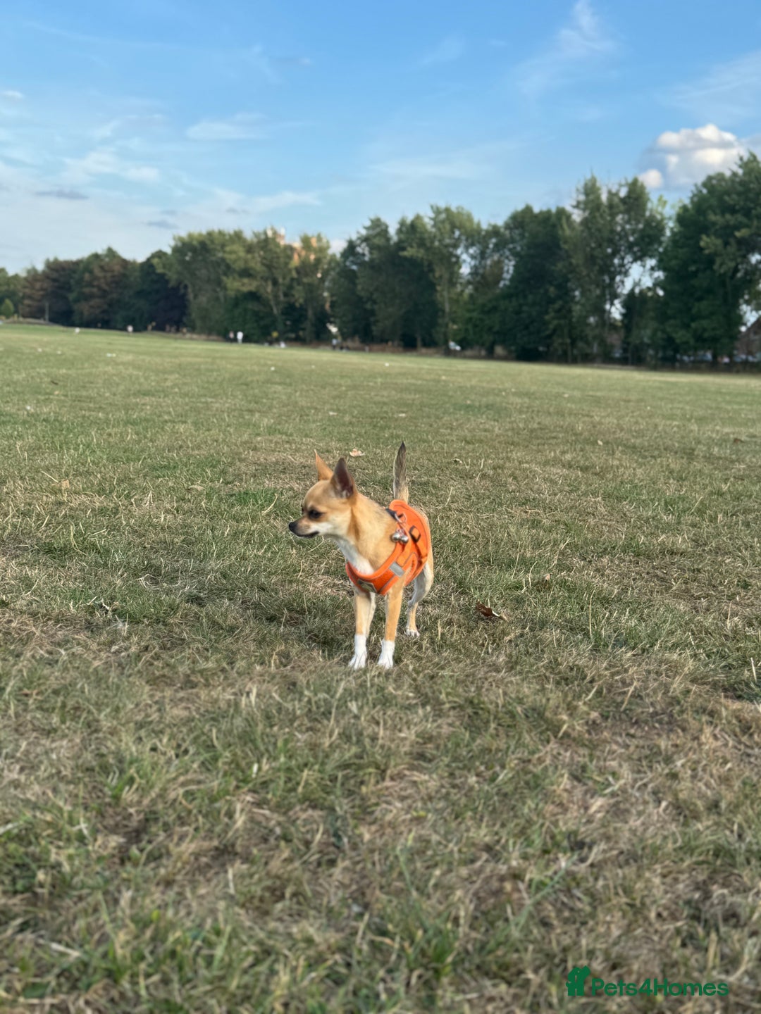 Chihuahua dogs for sale: Chihuahua - Advert 4