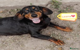Mixed Breed dogs for adoption: 💖🐶 LEANA 🐶💖 - Image 1