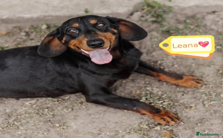 Mixed Breed dogs - Advert 2