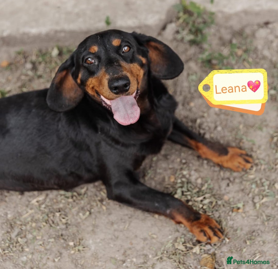 Mixed Breed dogs for adoption: 💖🐶 LEANA 🐶💖 - Image 1