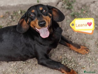 Mixed Breed dogs - Advert 4