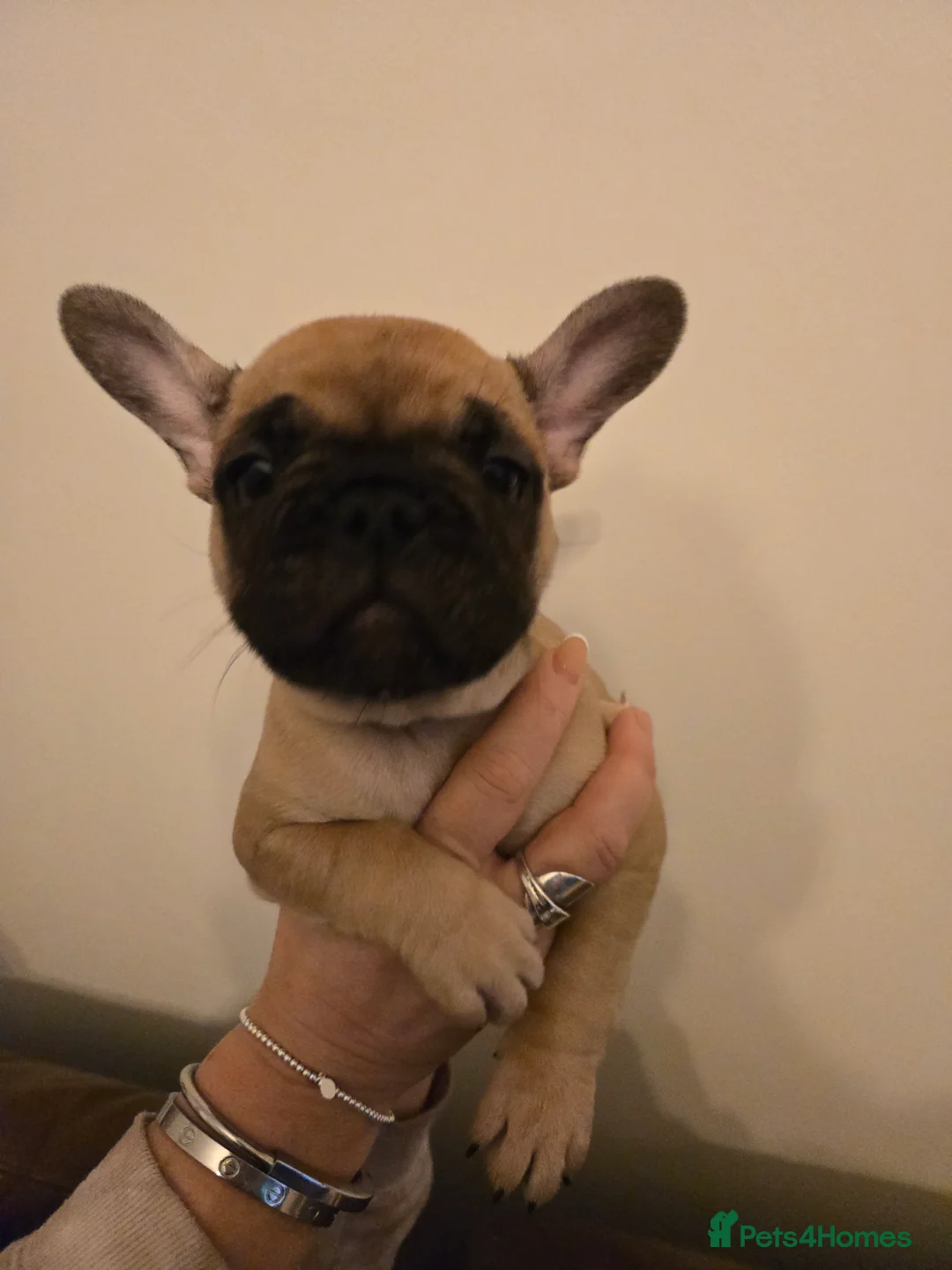 French Bulldog dogs for sale: French bulldog puppies.  - Advert 29