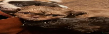 Shih Tzu 2