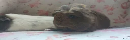 Guinea Pig rodents for sale: Beautiful pair of girl guinea pigs aka sow ready  - Advert 10