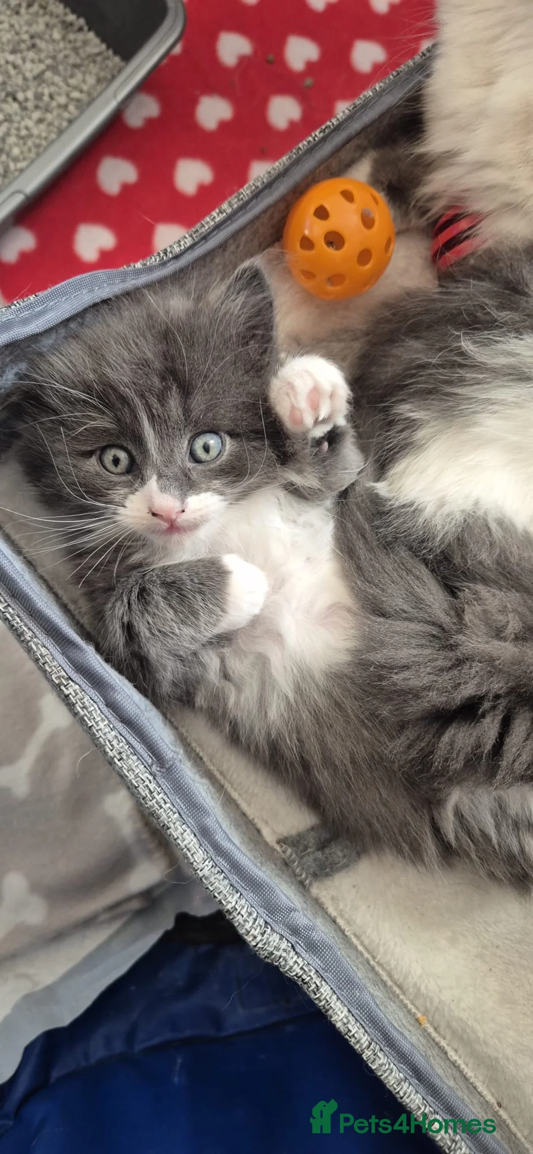 Ragdoll cats for sale: Ragdoll cross kittens  - Advert 1