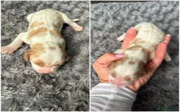 Cavalier King Charles Spaniel dogs for sale: Cavalier King Childs Sapaniel - Image 7