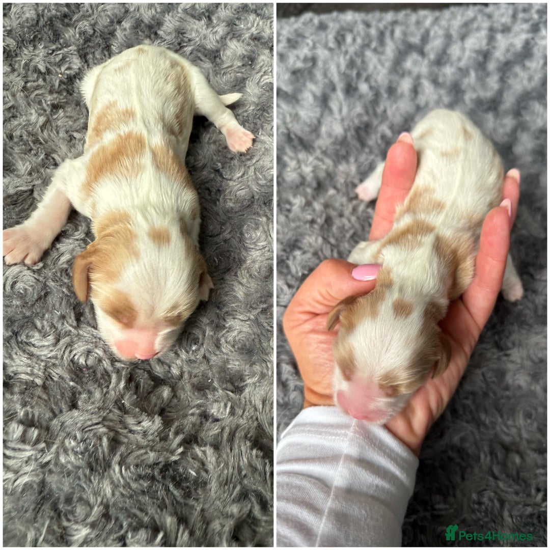 Cavalier King Charles Spaniel dogs for sale: Cavalier King Childs Sapaniel - Image 7