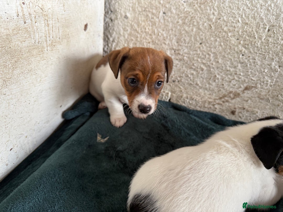 Jack Russell dogs for sale:  Jack Russell puppies ready now  - Image 4