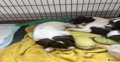 English Springer Spaniel dogs - Advert 6