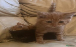 British Shorthair cats for sale: Georgous litter of British short-hair kittens - Image 8