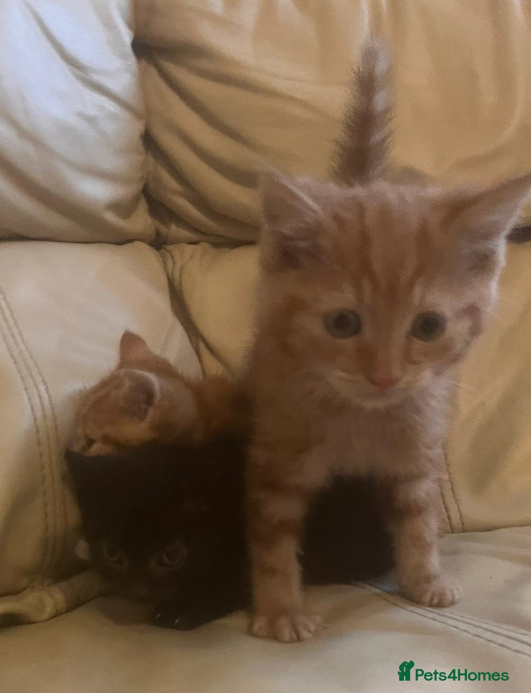 British Shorthair cats for sale: Georgous litter of British short-hair kittens - Image 8