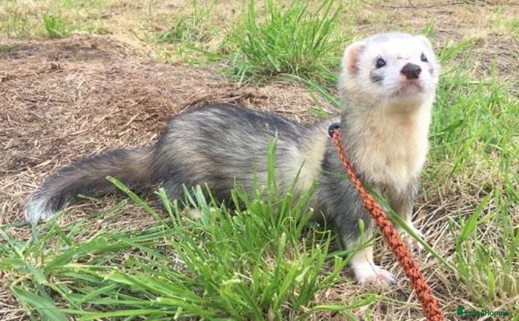 Ferret rodents - Advert 1