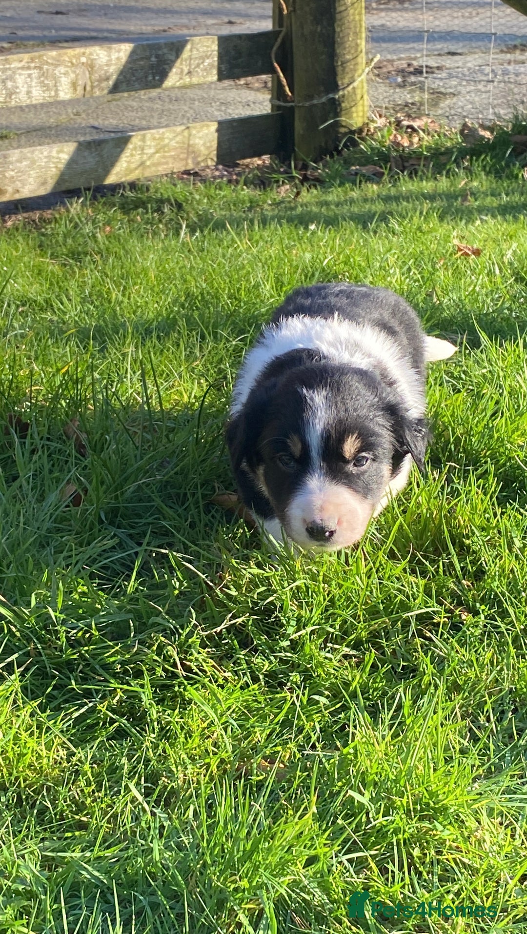 Mixed Breed dogs for sale: Beautiful Welsh Collie x Border Collie Puppies - Advert 20