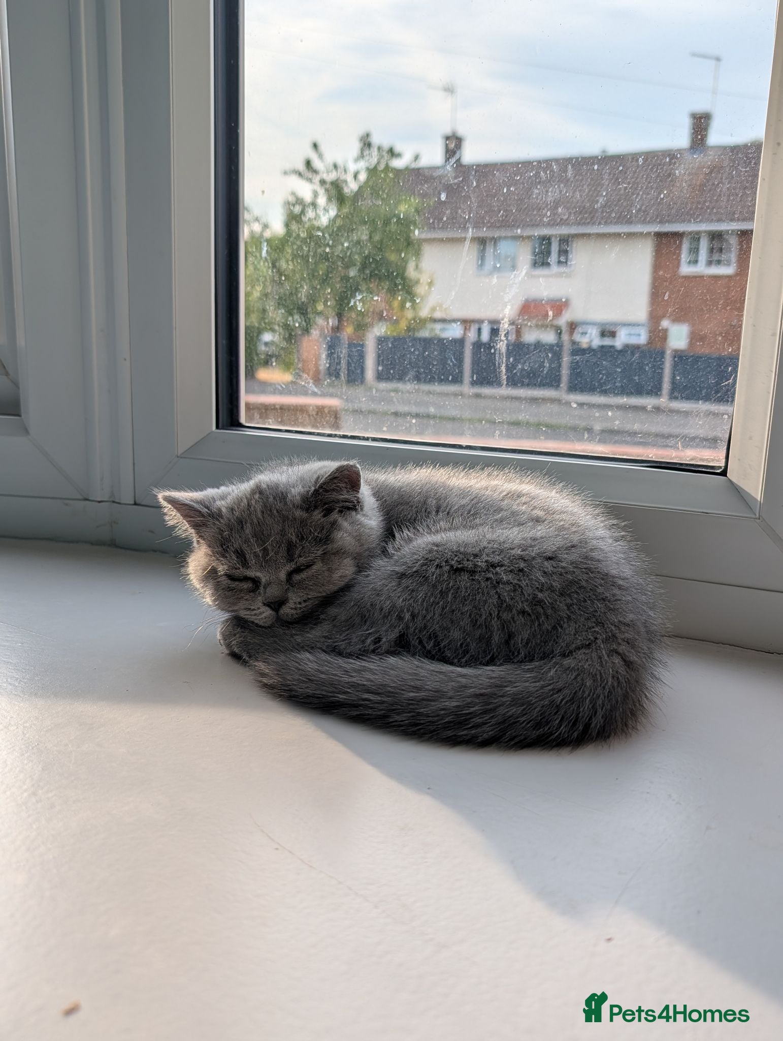 British Shorthair cats READY TO LEAVE!😺 British Shorthaired Kittens🐾 - Advert 14