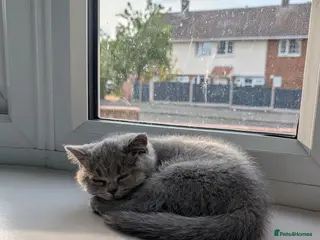 British Shorthair cats READY TO LEAVE!😺 British Shorthaired Kittens🐾 - Advert 14