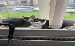 Mixed Breed cats for sale: Two brothers looking for new home - Image 3