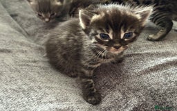 Bengal cats for sale: Russian Blue Bengal Kittens - Image 4