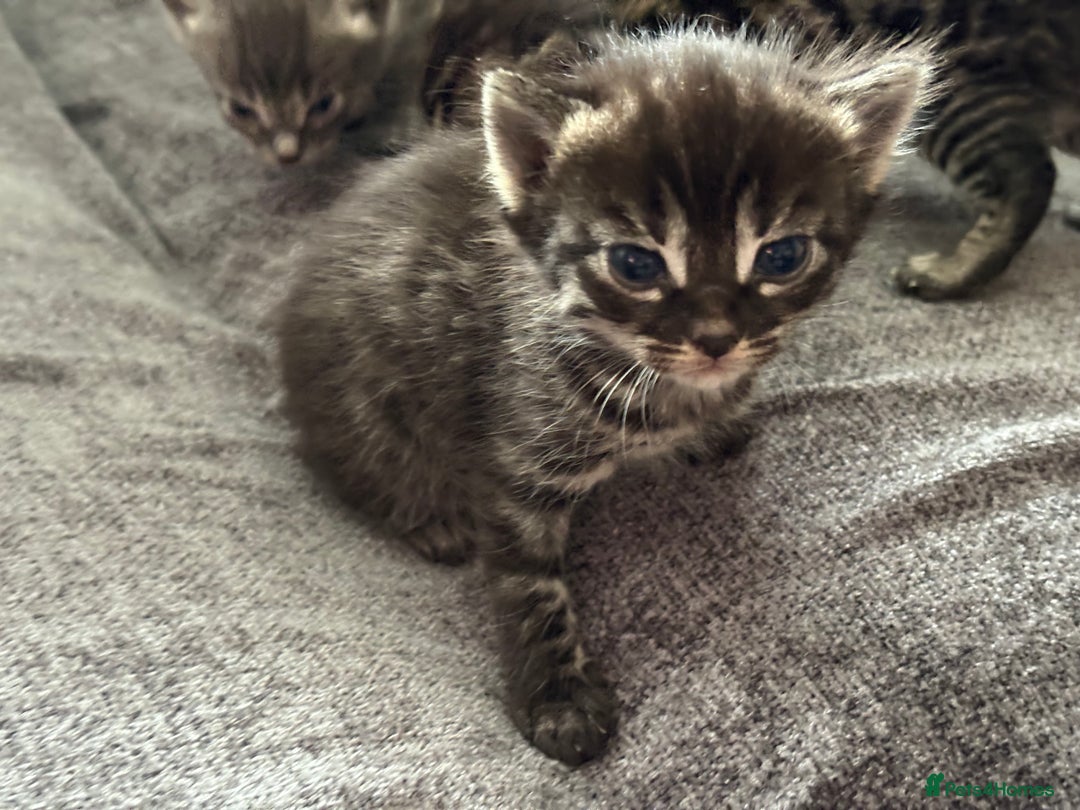 Bengal cats for sale: Russian Blue Bengal Kittens - Image 4