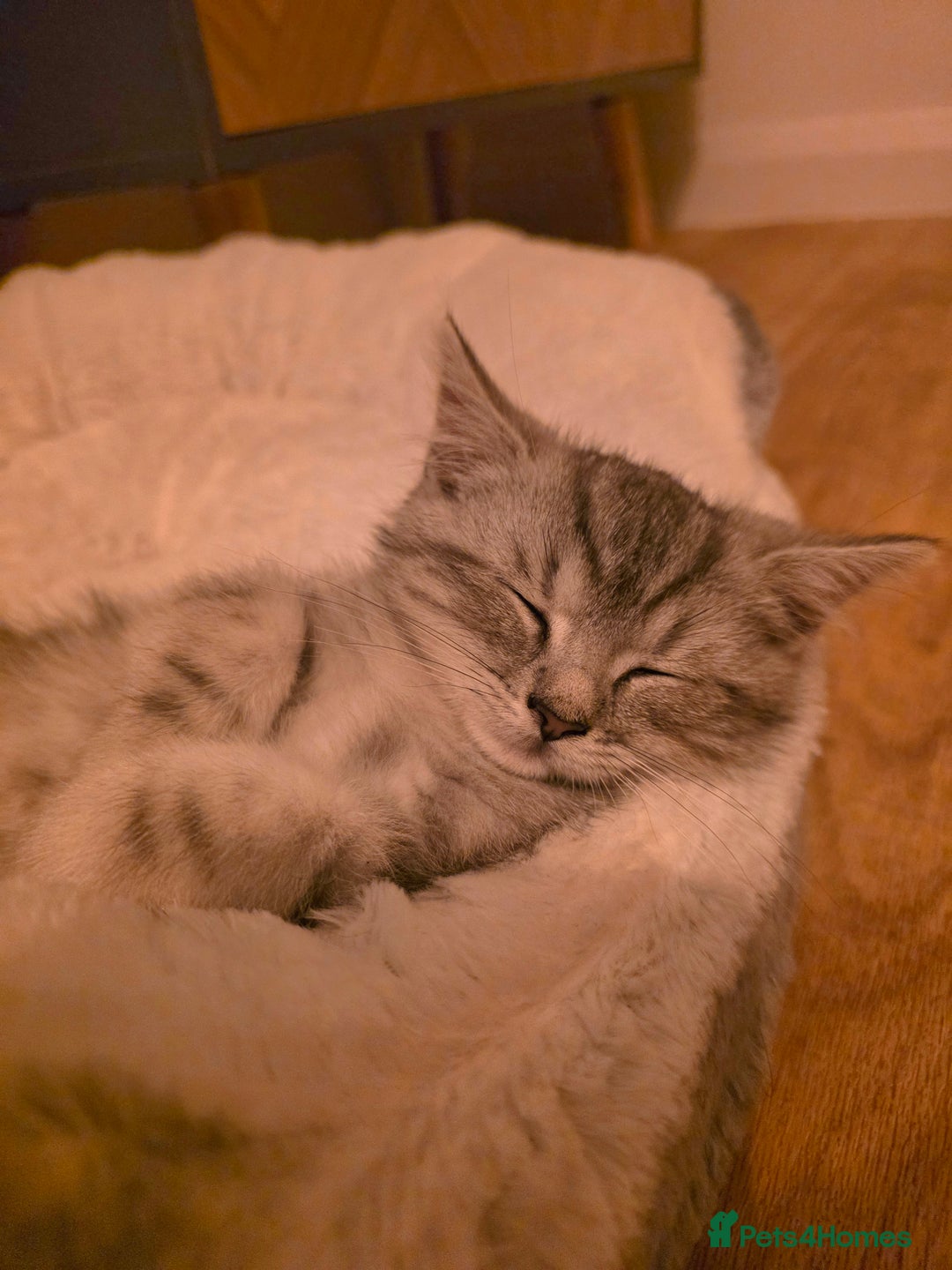 Persian cats for sale: Persian Chinchilla Silver - Advert 6