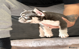 French Bulldog dogs for sale: French Bulldog Puppies for Sale Top Quality,  - Image 6