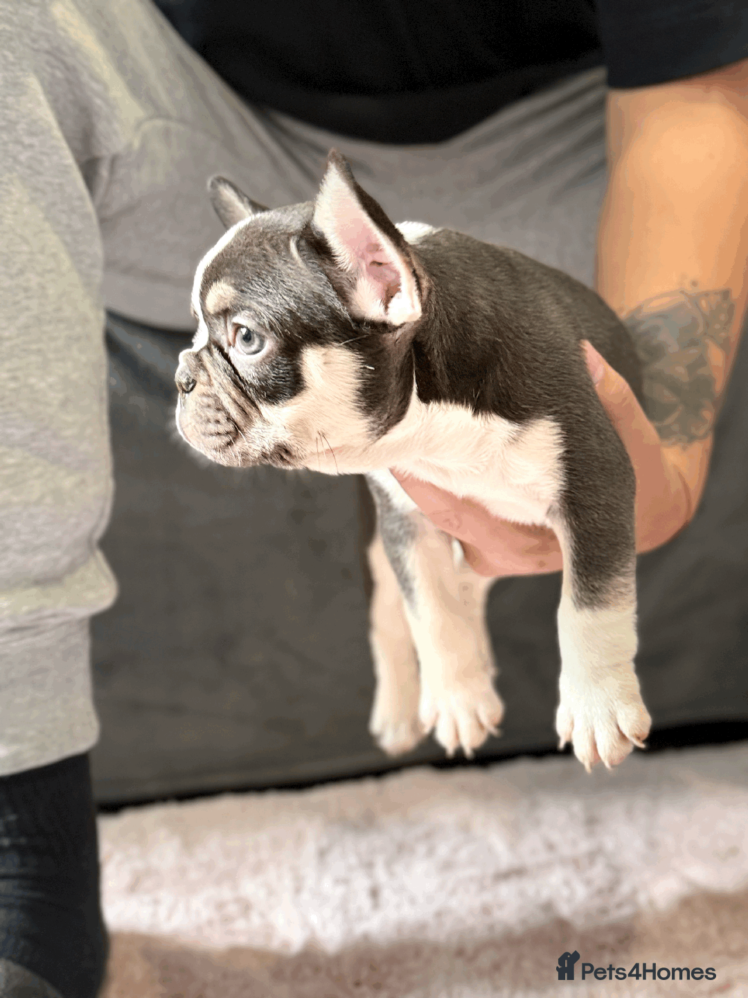 French Bulldog dogs for sale: French Bulldog Puppies for Sale Top Quality,  - Image 6