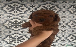 Toy Poodle dogs for sale: Kc reg extremely Heath tested  - Image 8