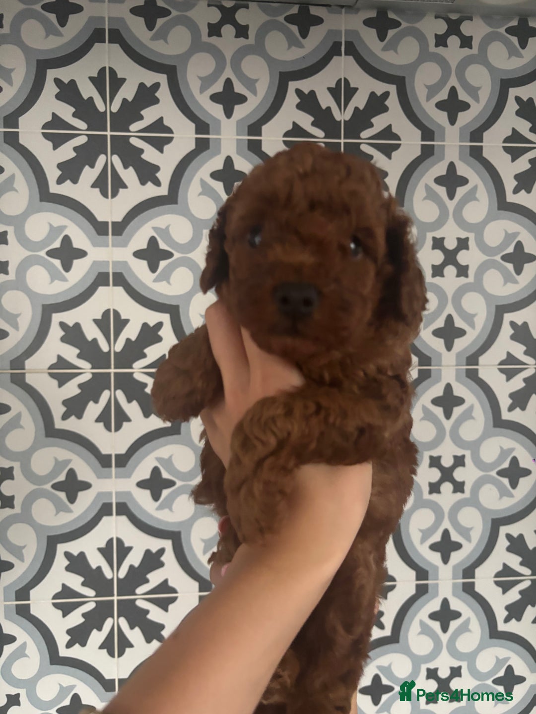 Toy Poodle dogs for sale: Kc reg extremely Heath tested  - Image 8