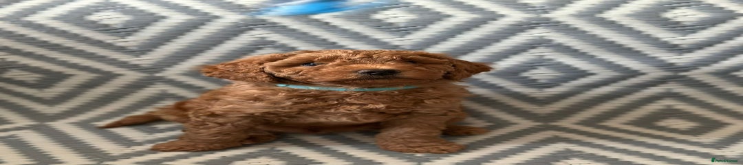 Mixed Breed Puppy 2
