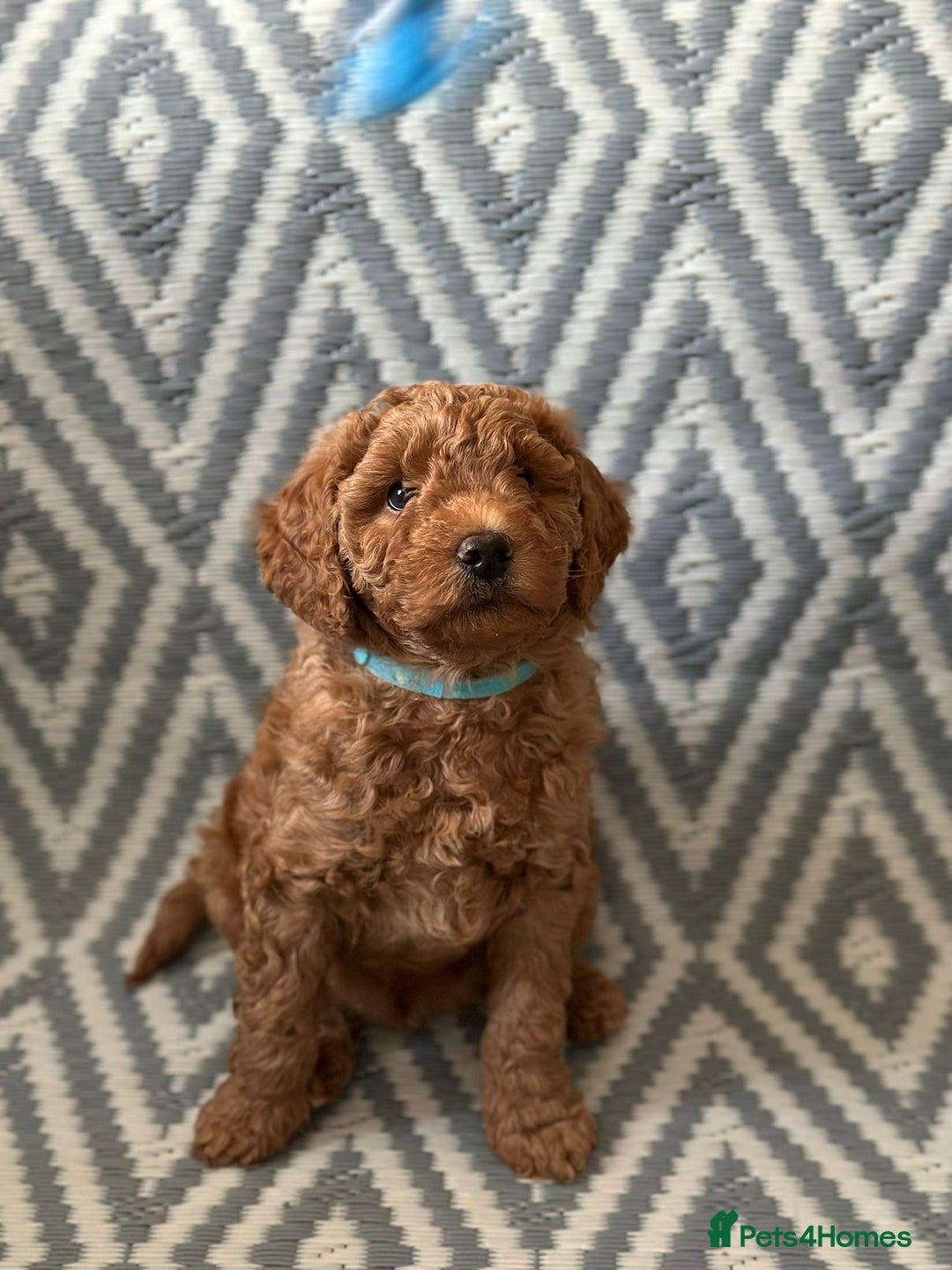 Mixed Breed dogs for sale: Poochon x Maltipoo puppies - Image 3