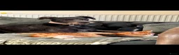 Lurcher dogs for sale: Bedlington/whippet lurcher puppies  - Advert 16