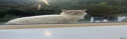 Mixed Breed cats for sale: Beautiful savannah cross ragdoll kittens - Advert 4