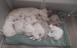Ragdoll cats for sale: Male flame point pedigree Ragdoll - Image 2