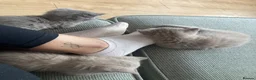 British Shorthair cats for sale: Champion 🏆 pedigree British shorthair kittens  - Advert 17