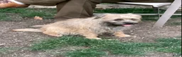 Border Terrier dogs for sale: Border Terrier Girl - Advert 2