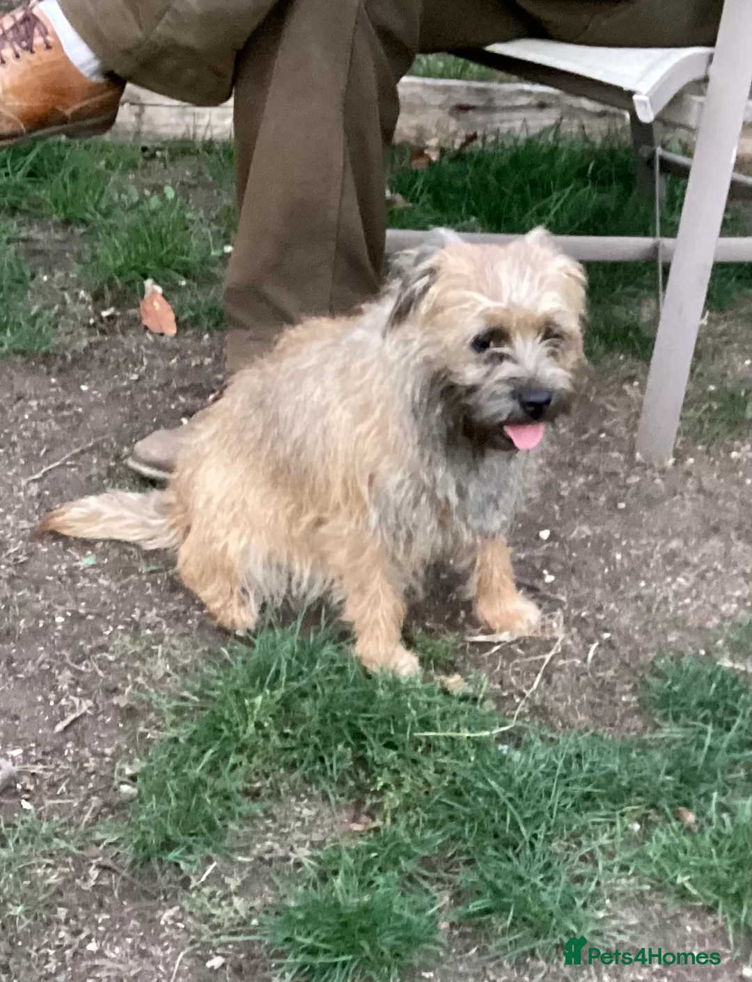 Border Terrier dogs for sale: Border Terrier Girl - Advert 2