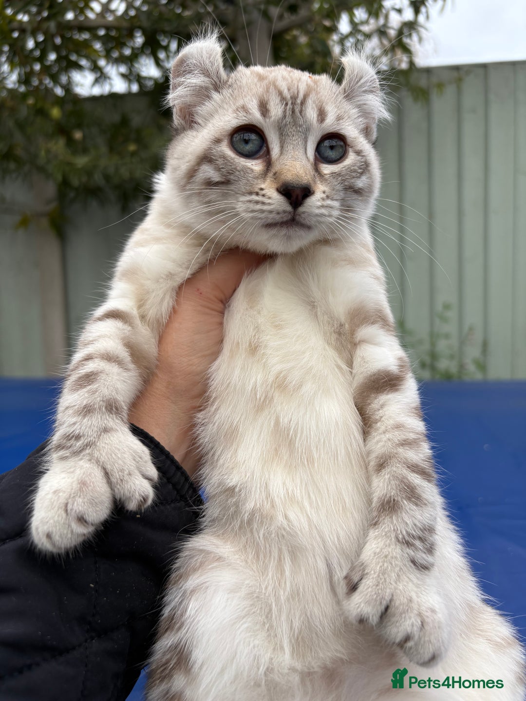 Savannah cats for sale: Breath taking wild looking girl  - Image 22