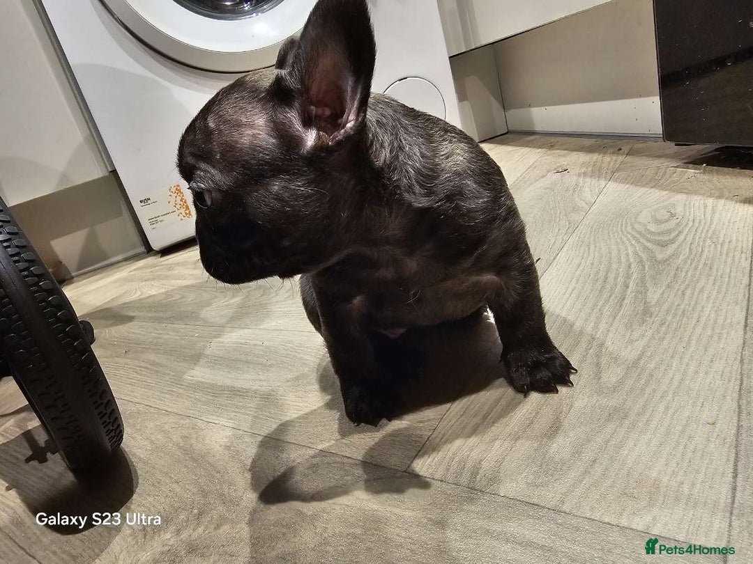 French Bulldog dogs for sale: French bulldog puppys for sale  - Advert 7